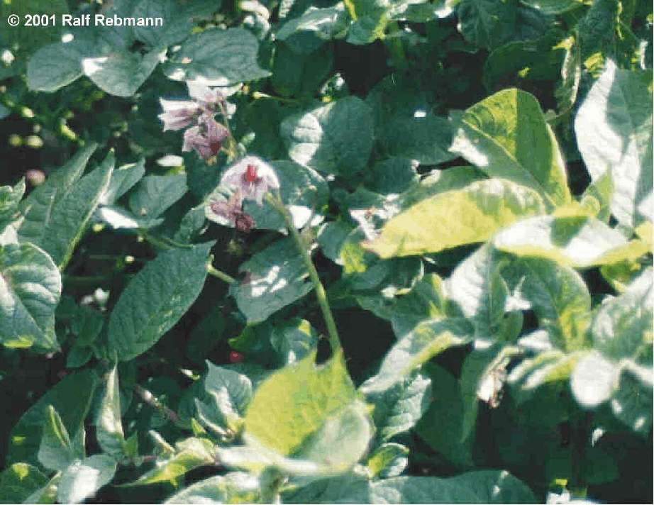 Solanum tuberosum Bild04